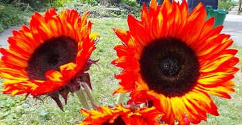 sun-flowers